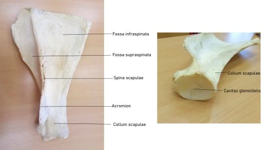 Klíční kost s označenými částmi lidské anatomy.